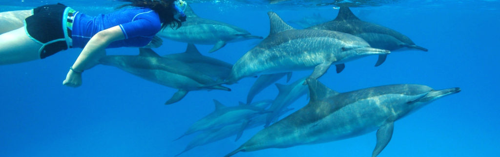 Dolphin Warrior Mauritius