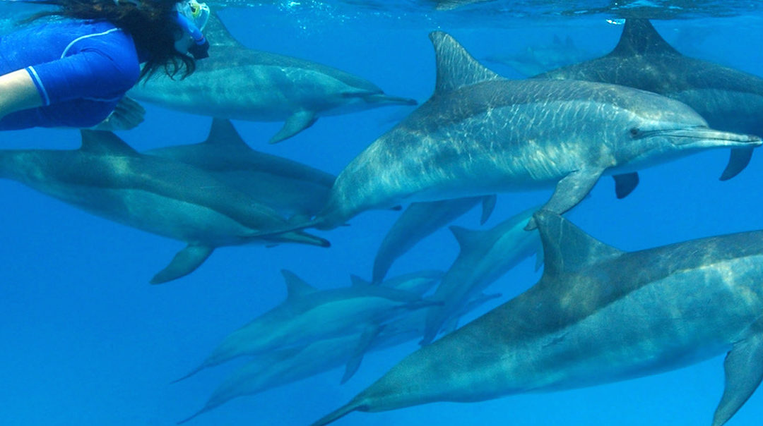 DOLPHIN WARRIOR MAURITIUS