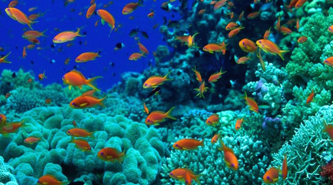 Plongée sous marine