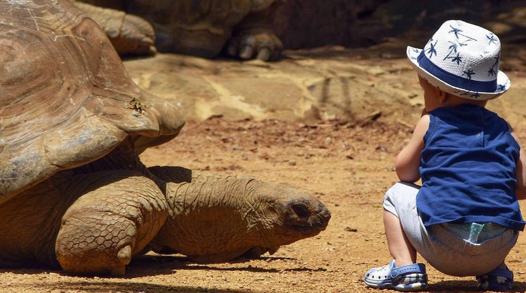 La Vanille Nature Park : parc zoologique à Maurice