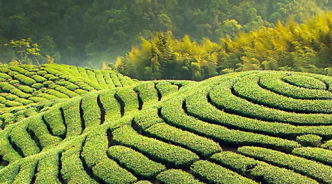 La Route du Thé : excursion touristique au cœur des traditions mauriciennes